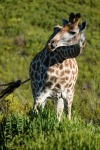 Giraffe Tongue