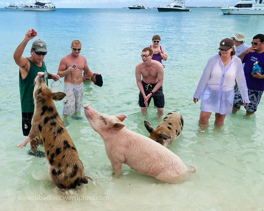 The Swimming Pigs